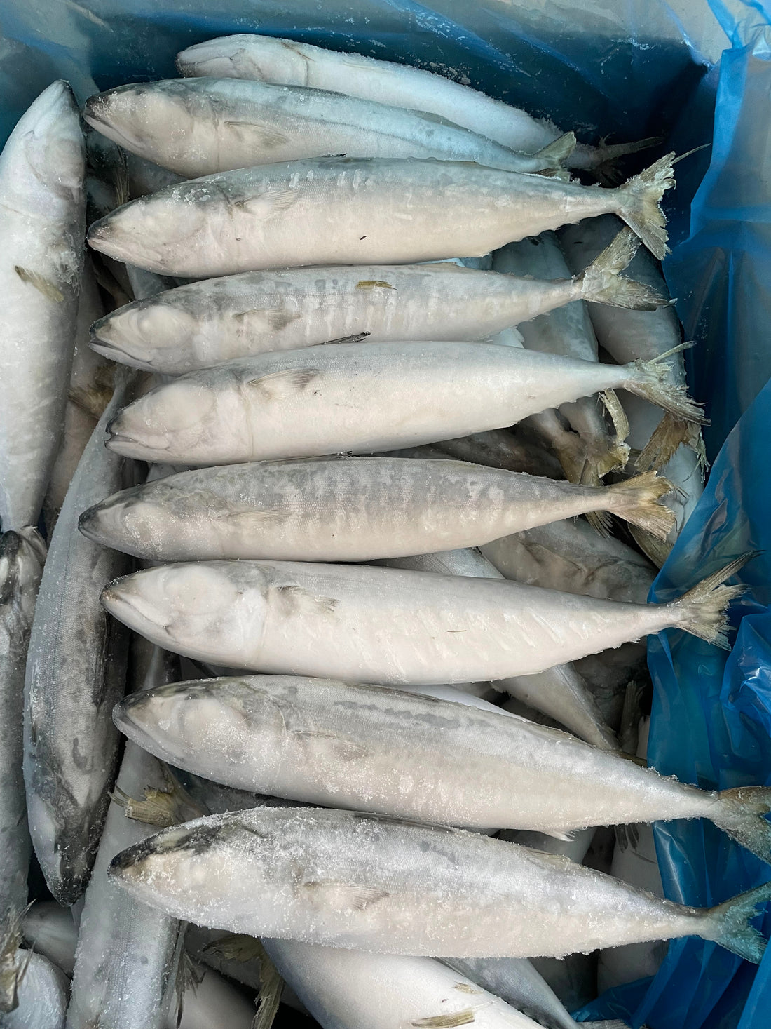 Frozen Pacific Mackerel 60/80