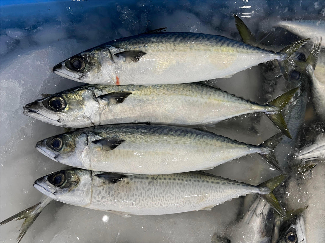 Frozen Pacific Mackerel 400/600g