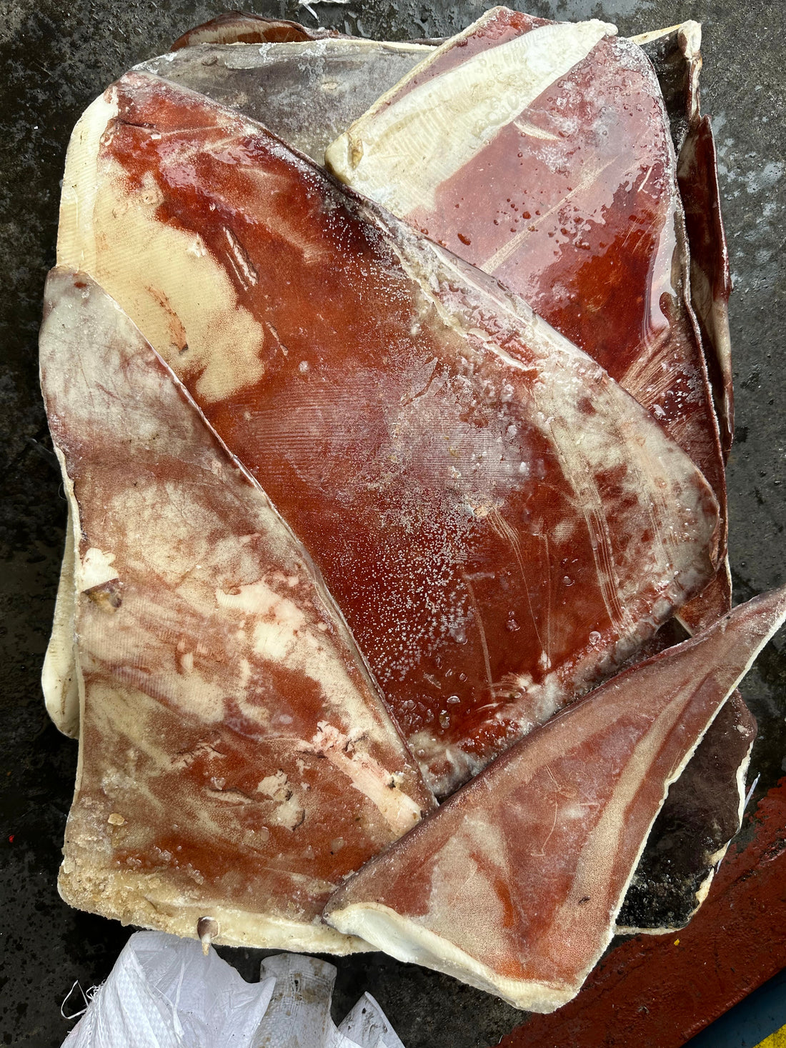 Frozen Giant Squid Wing
