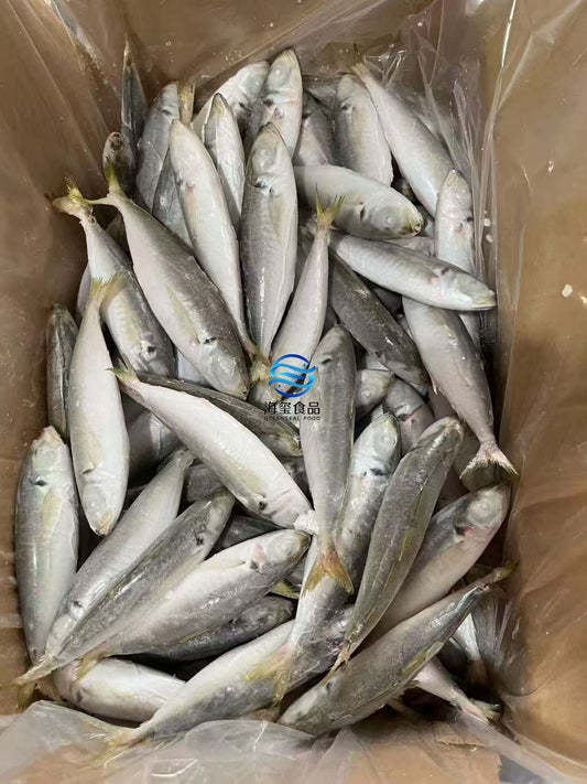 Frozen Round Scad 14/16