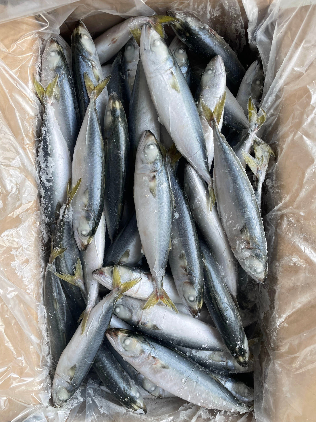 TOP QUALITY Frozen Pacific Mackerel 80/100