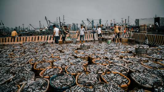 Local Seafood Market Update