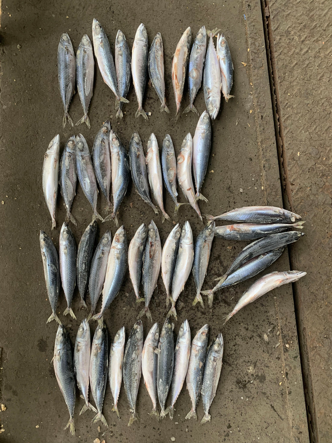 Sea Frozen Pacific Mackerel 40/50
