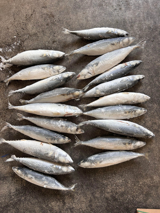 Frozen Pacific Mackerel 18/20