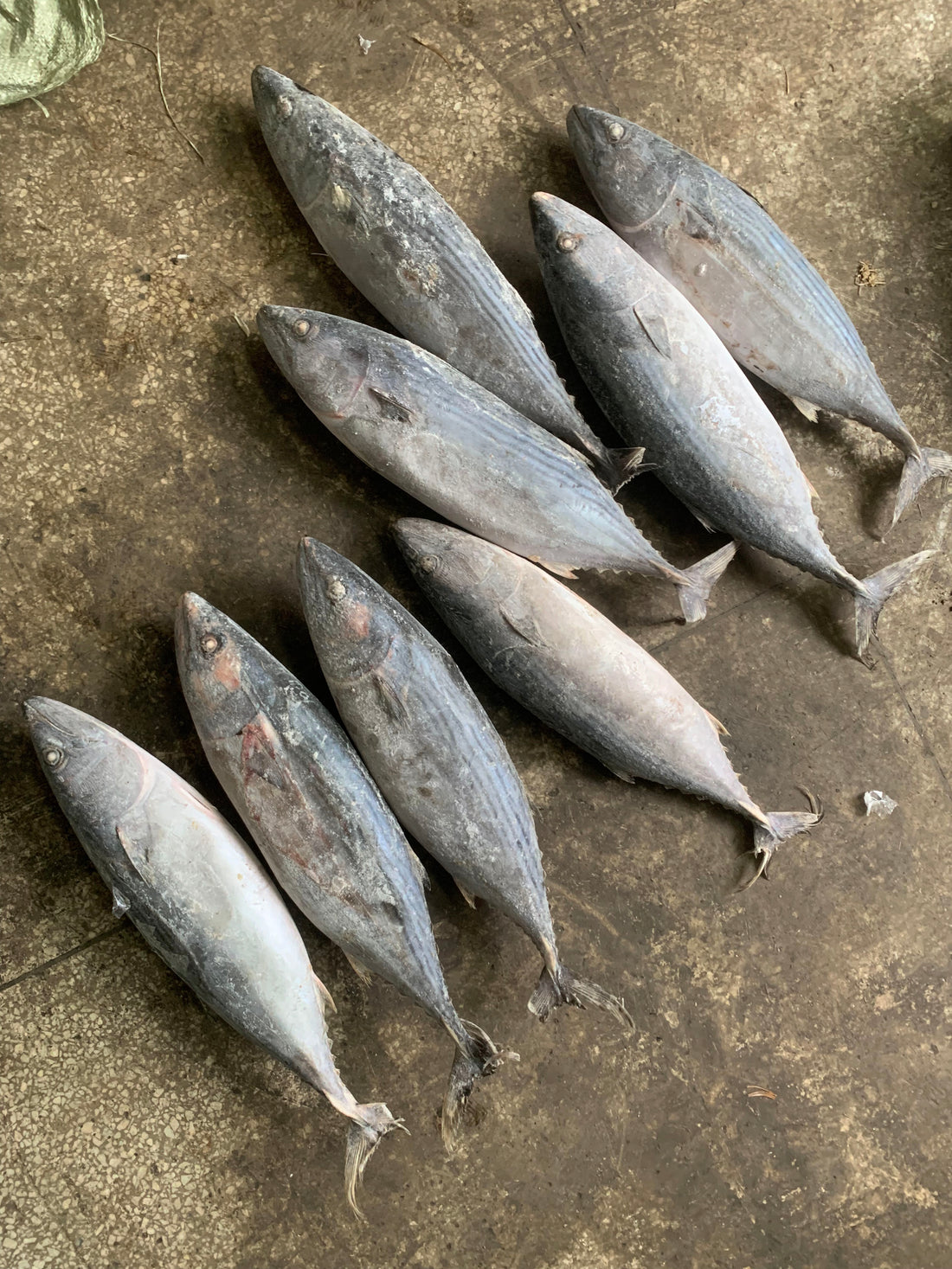 Frozen Belted Bonito 东方狐鲣