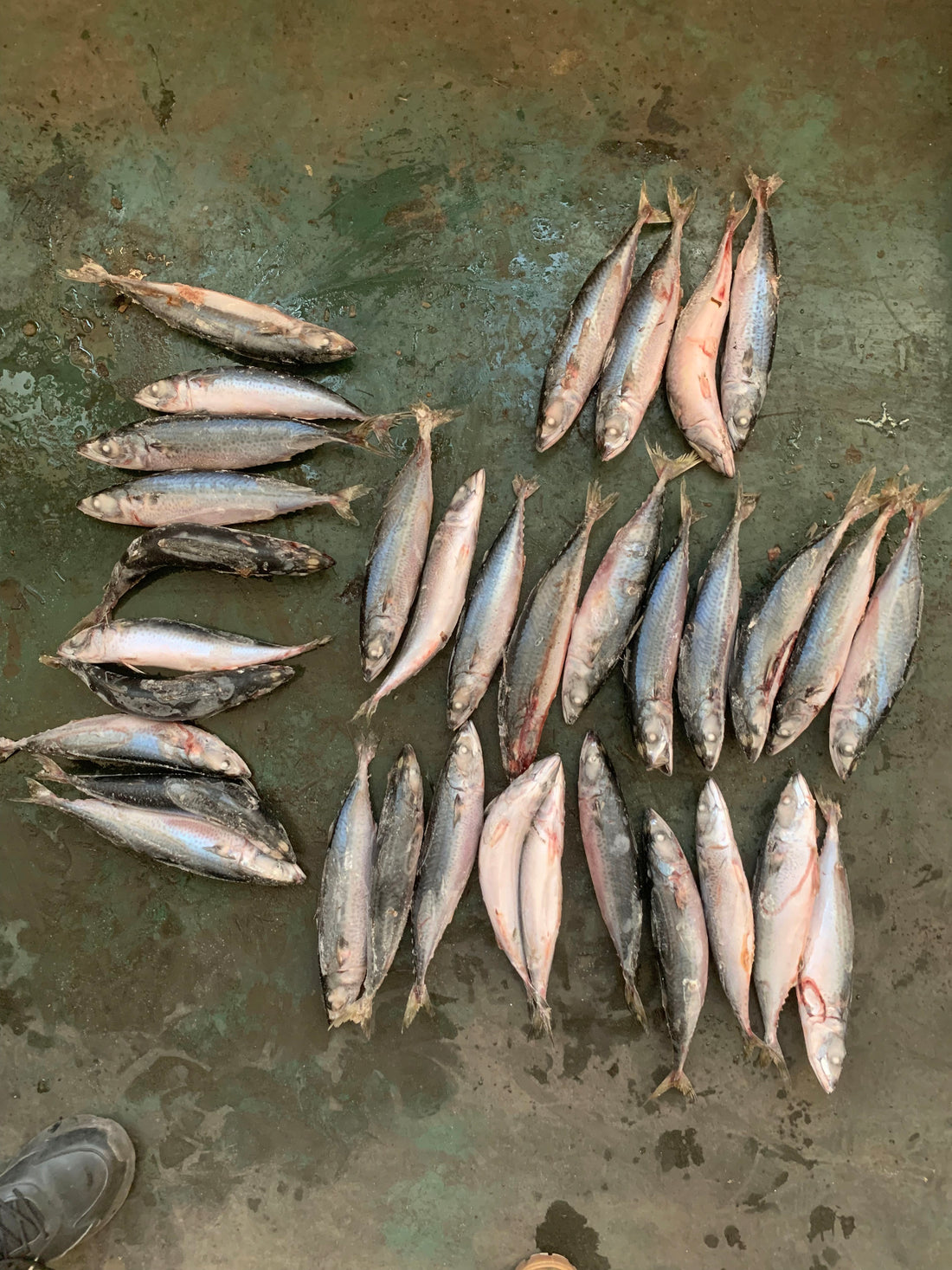 Frozen Pacific Mackerel 30/35
