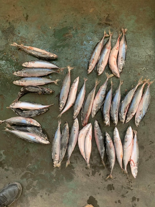 Frozen Pacific Mackerel 30/35