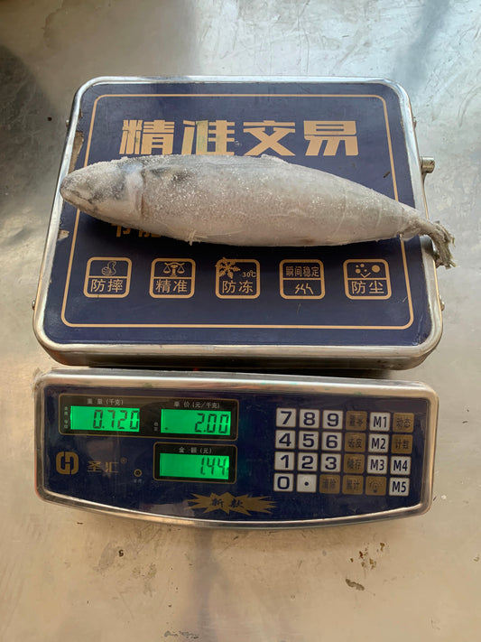 Frozen Pacific Mackerel 10/15