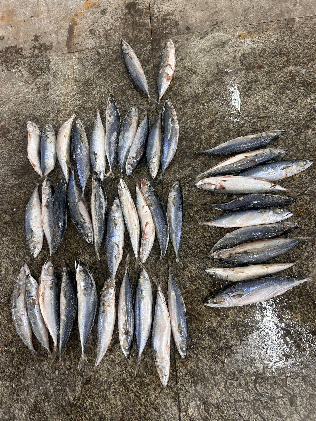 Sea Frozen Repack Pacific Mackerel 200/300G