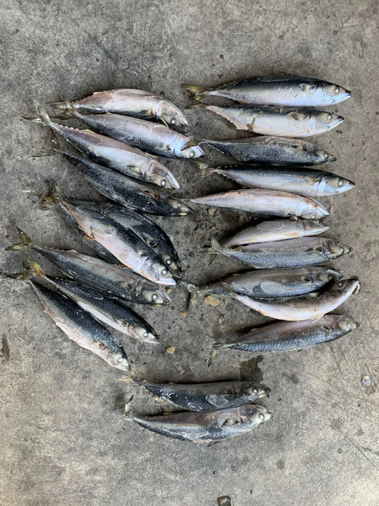 Frozen Pacific Mackerel 20/25