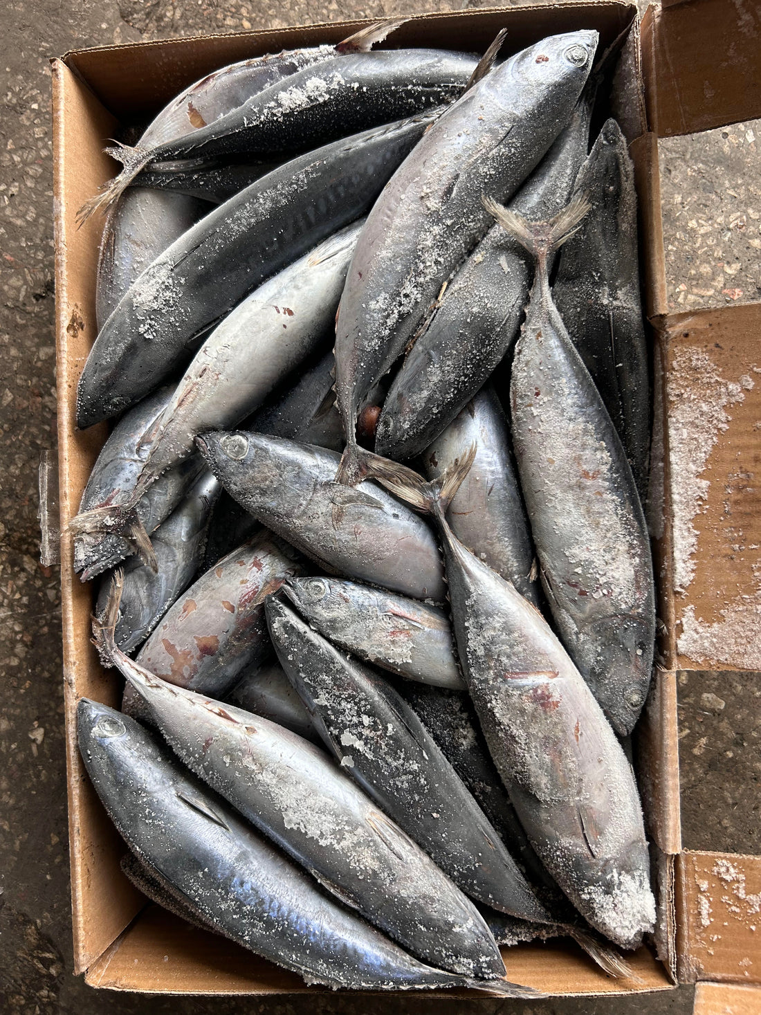 Frozen Bonito 100/300g