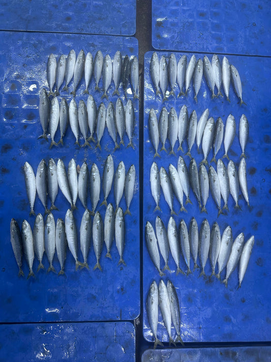 Frozen Pacific Mackerel 80/100