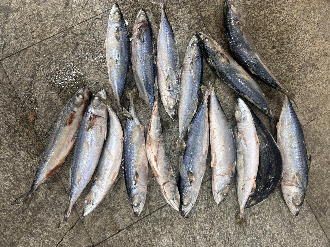 Sea Frozen Repack Pacific Mackerel 500/700g