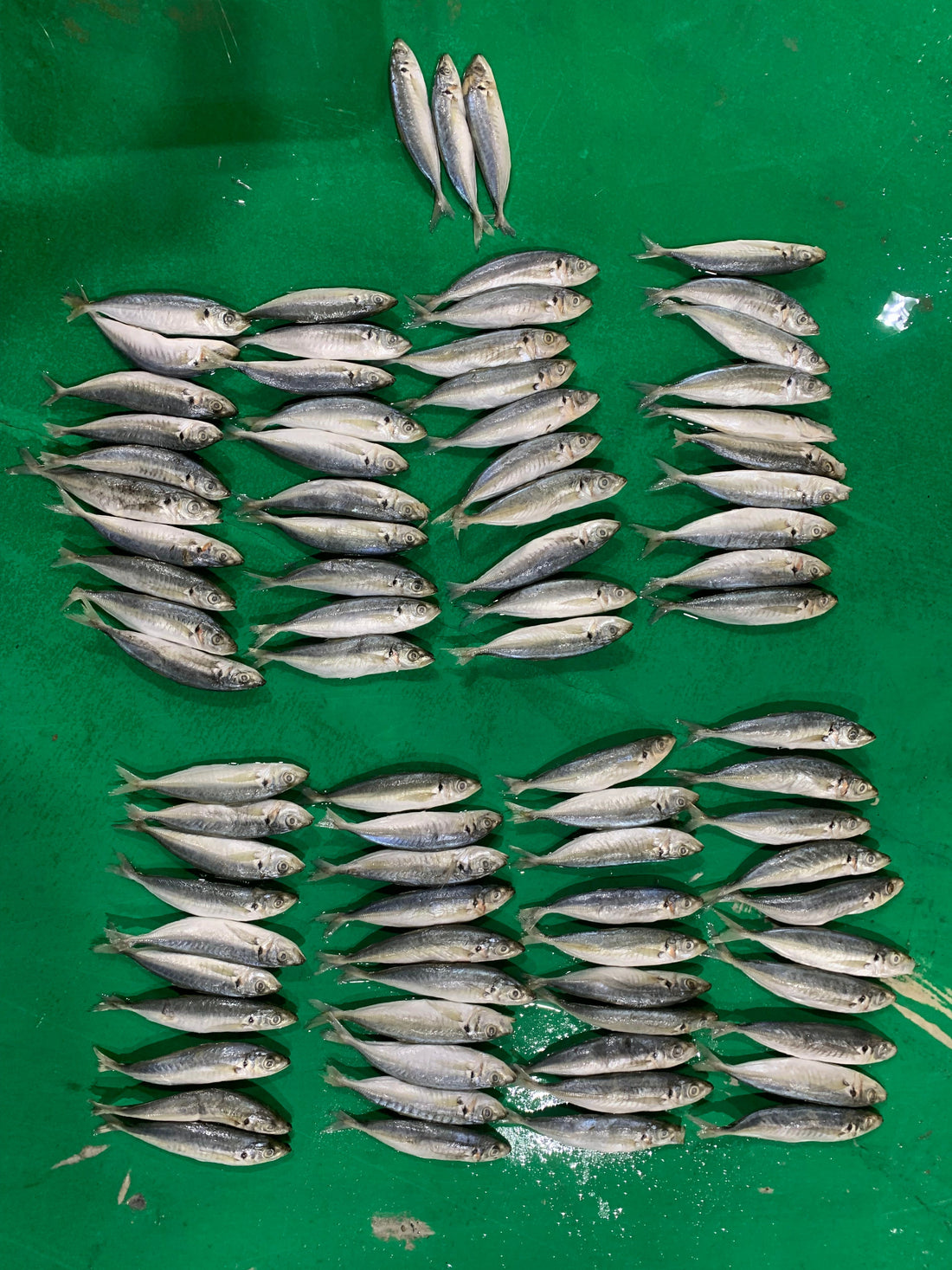 Frozen Round Scad 80/100