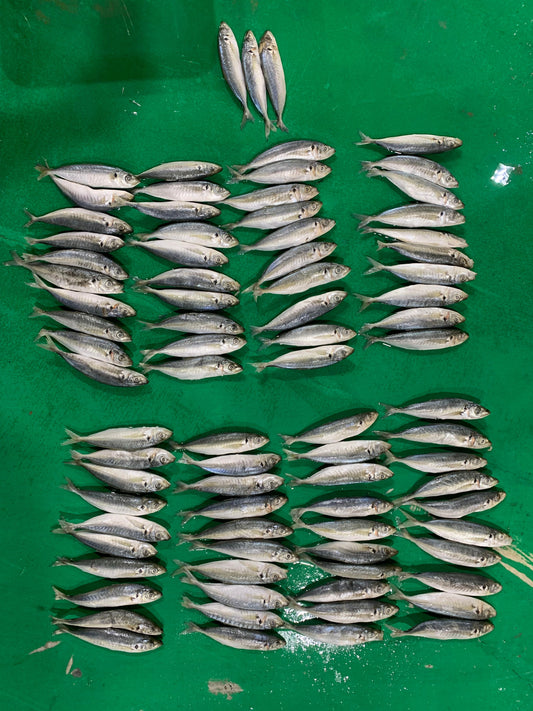 Frozen Round Scad 80/100