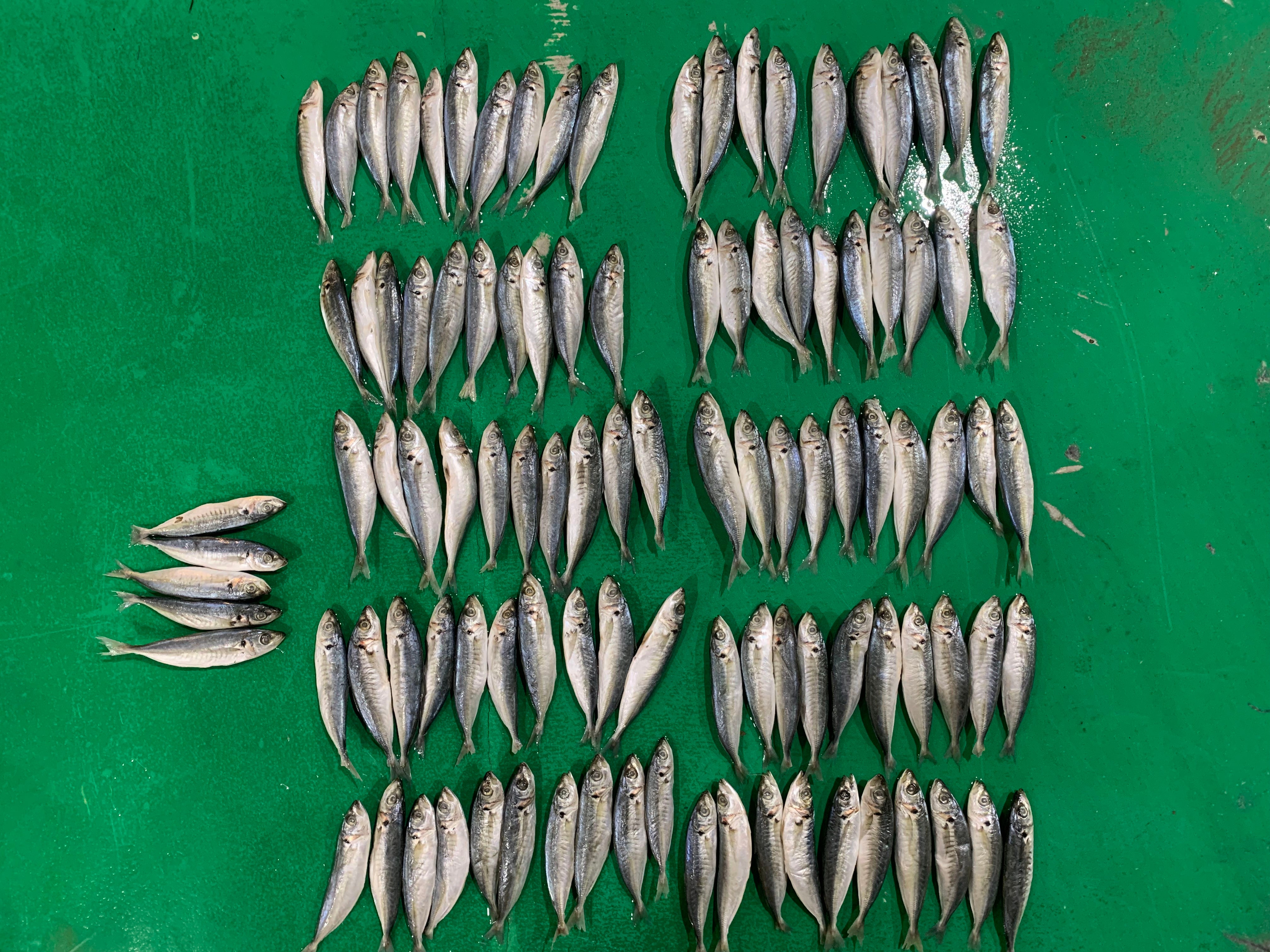 Frozen Round Scad 100/120 – OCEANSEAL FOOD