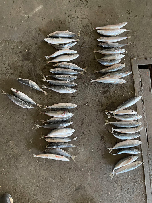 Frozen Pacific Mackerel 40/45