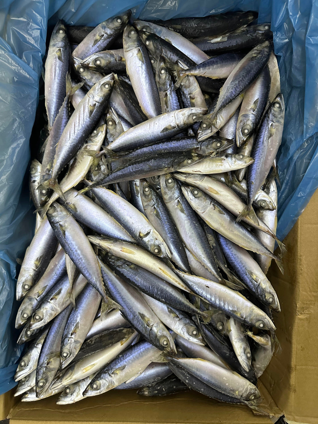 Sea Frozen Pacific Mackerel 120/140