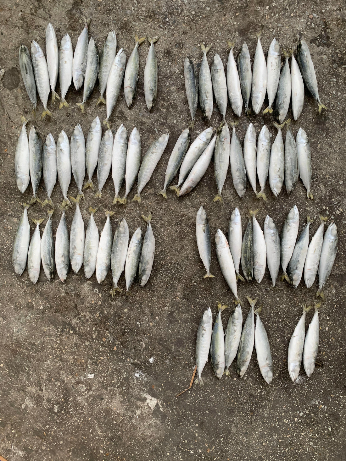 Frozen Pacific Mackerel 60/70