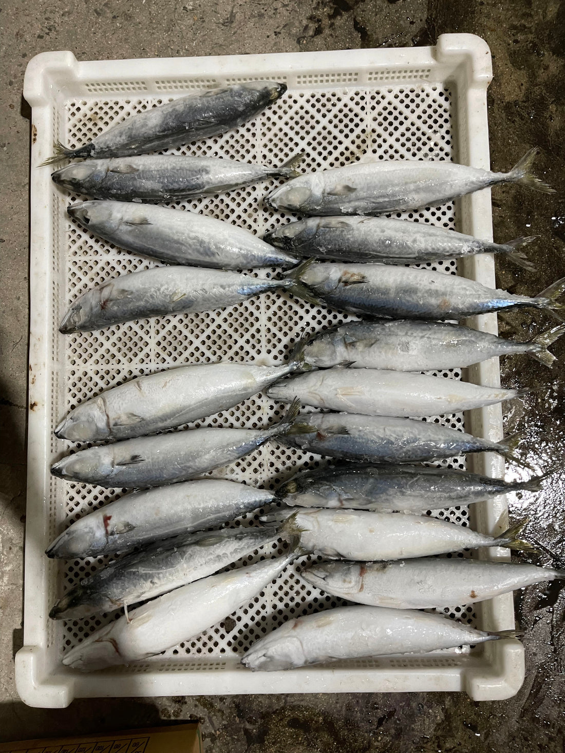 Frozen Pacific Mackerel 400/600g