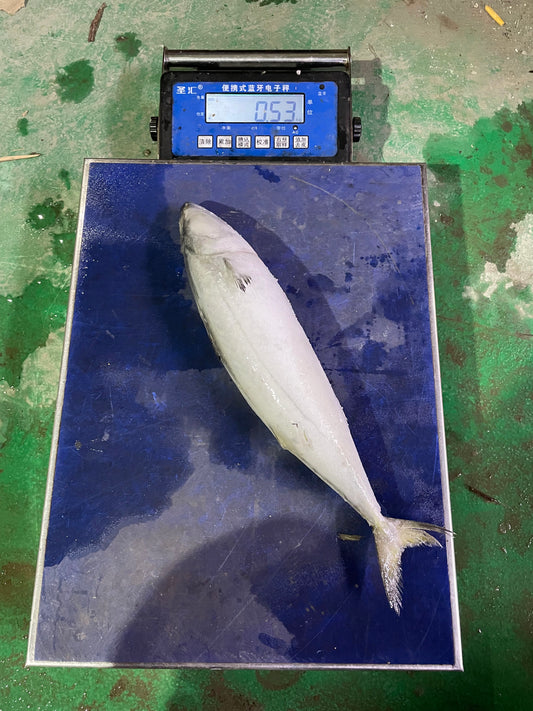 Frozen Pacific Mackerel 18/20