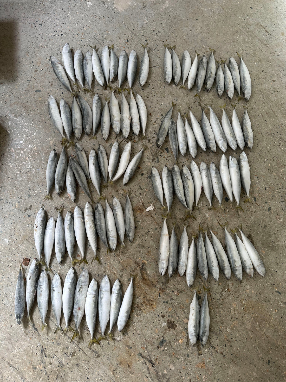 Frozen Pacific Mackerel 80/100