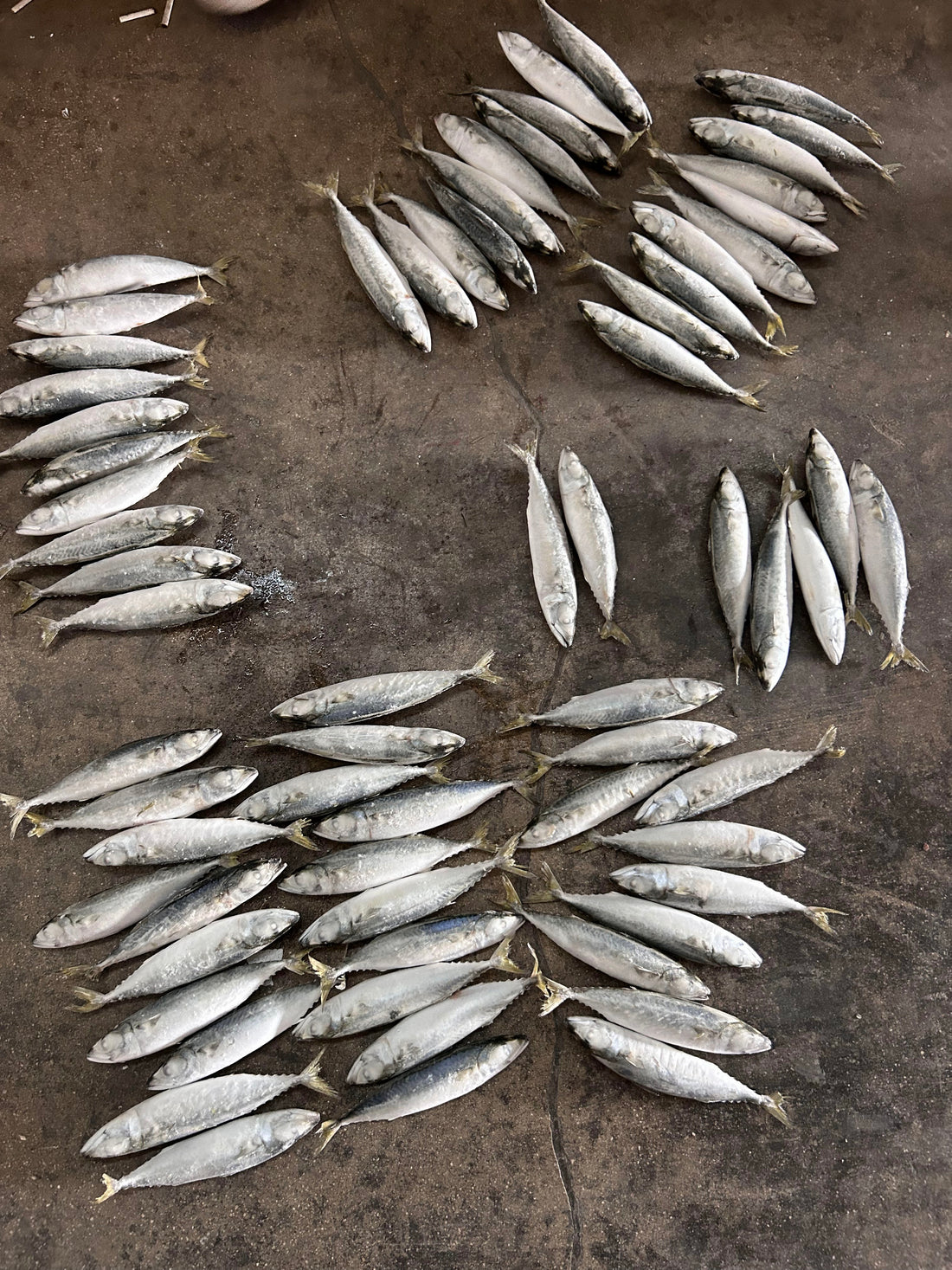 Frozen Pacific Mackerel 60/80