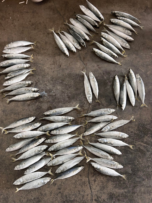 Frozen Pacific Mackerel 60/80