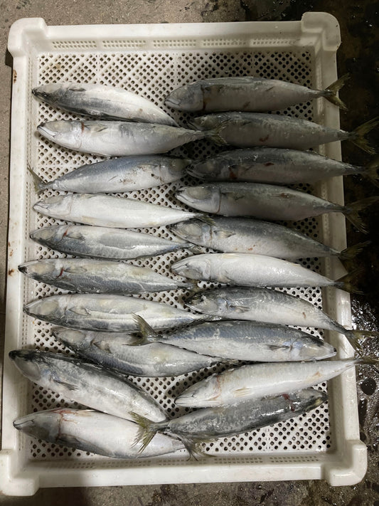 Frozen Pacific Mackerel 18/20