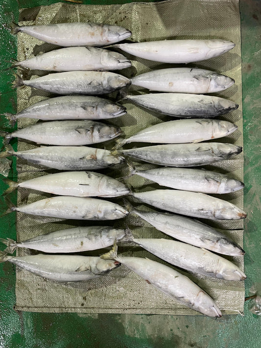 Frozen Pacific Mackerel 18/20