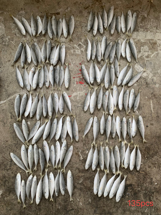 Frozen Round Scad 120/140