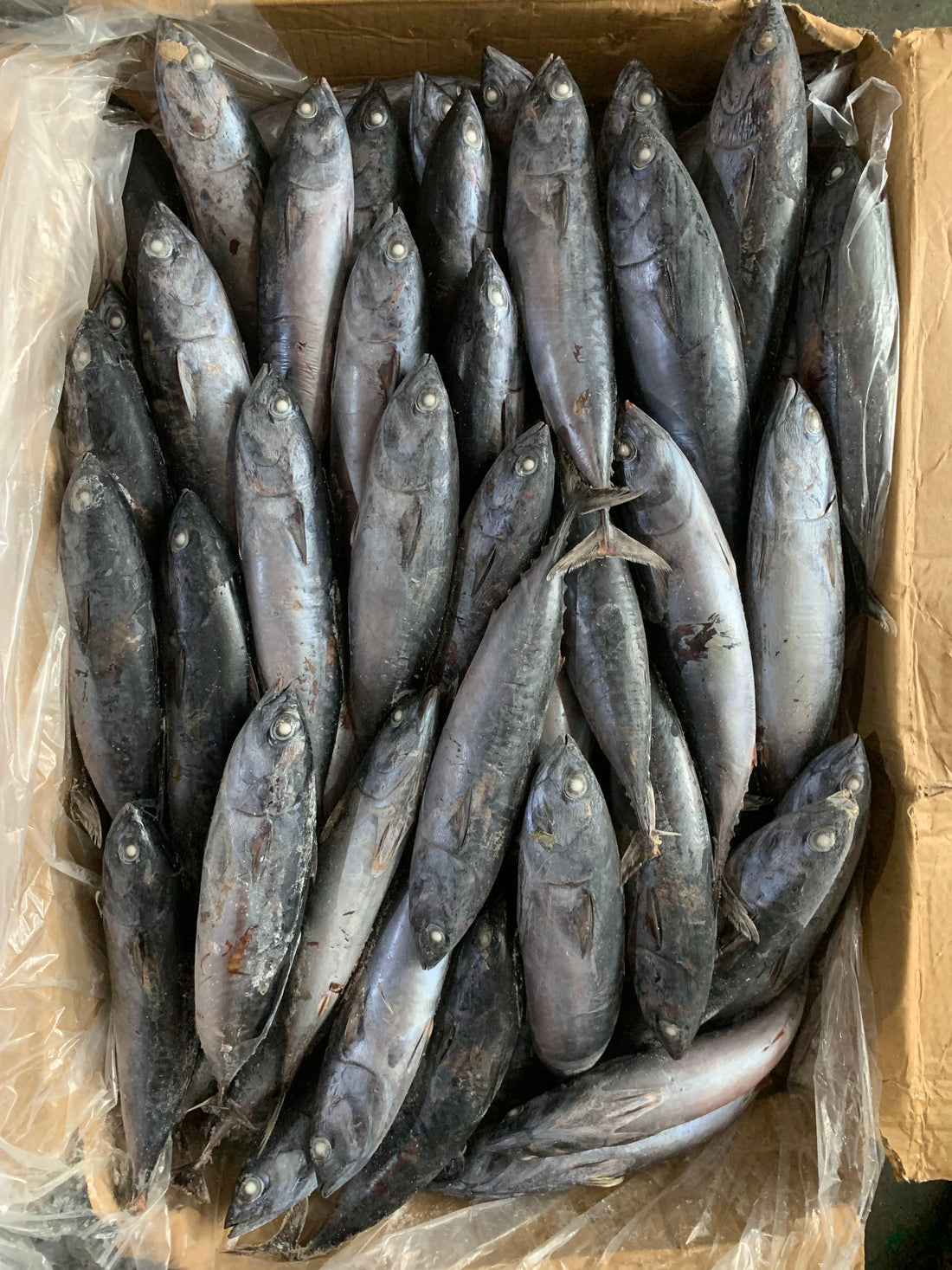 Frozen Bonito 100/300g