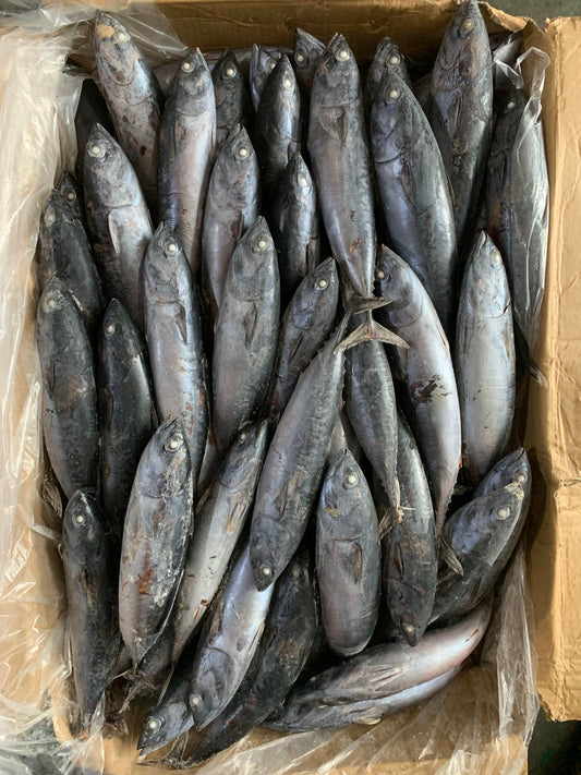Frozen Bonito 100/300g