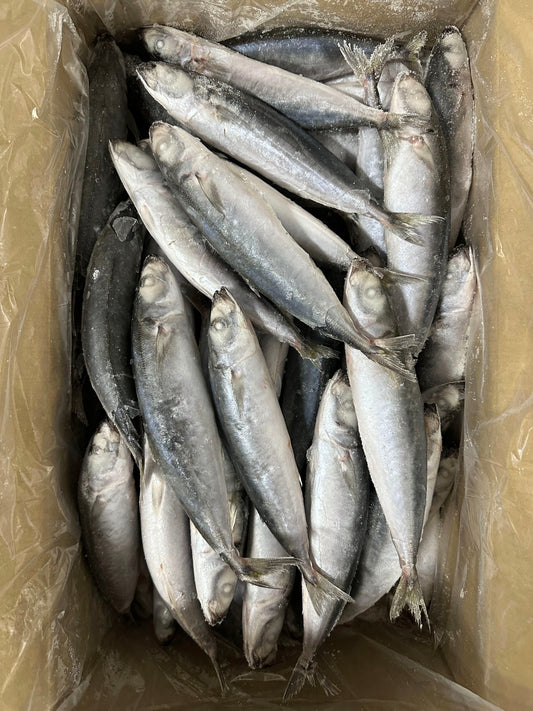 Frozen Layang Scad 60/80