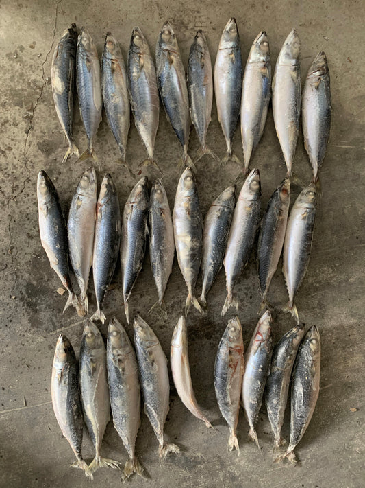Frozen Pacific Mackerel 25/30