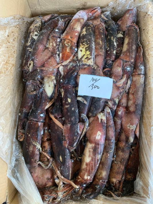 Frozen Indian Squid 100/300g