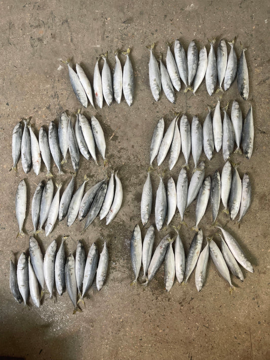 Frozen Pacific Mackerel 70/80