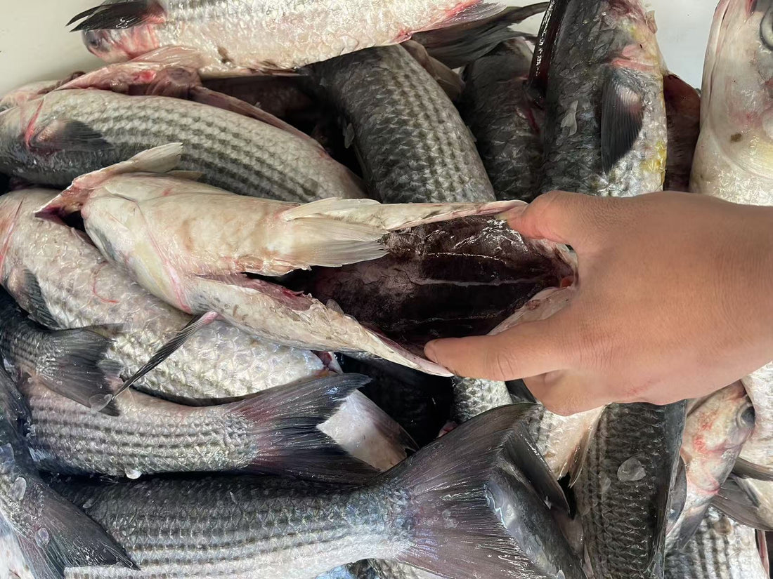 Frozen Grey Mullet Gutted 5