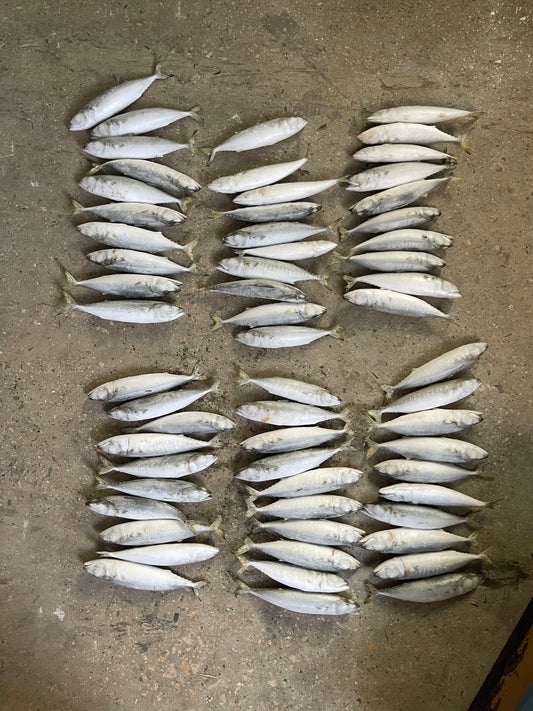 Frozen Pacific Mackerel 60/70
