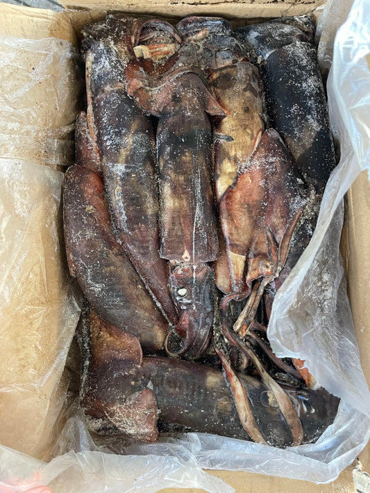 Frozen Indian Squid 500/1000g