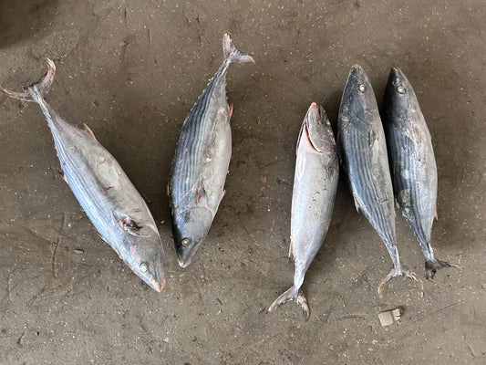 Frozen Stripped Bonito 1.5kg+