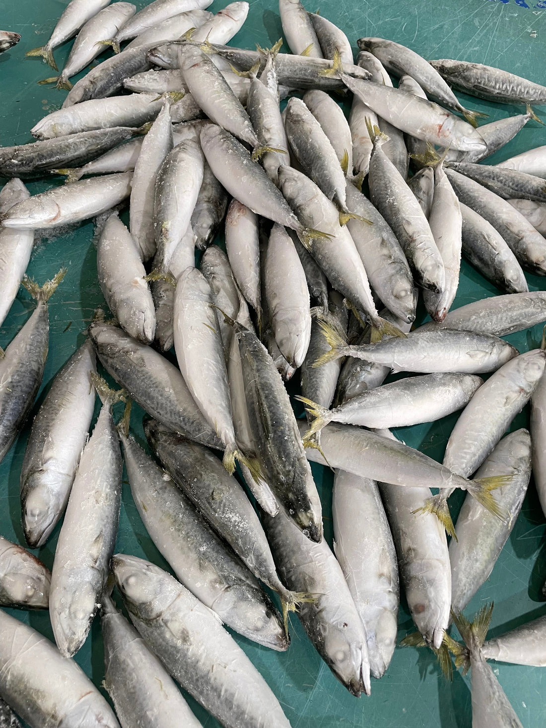 Frozen Pacific Mackerel 80/100