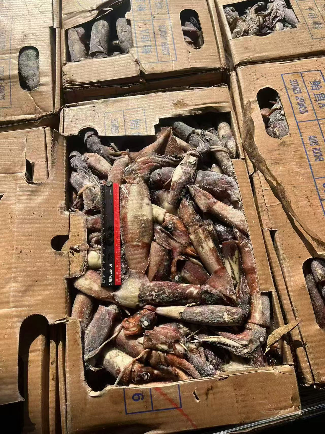 Frozen Indian Squid 50/180g