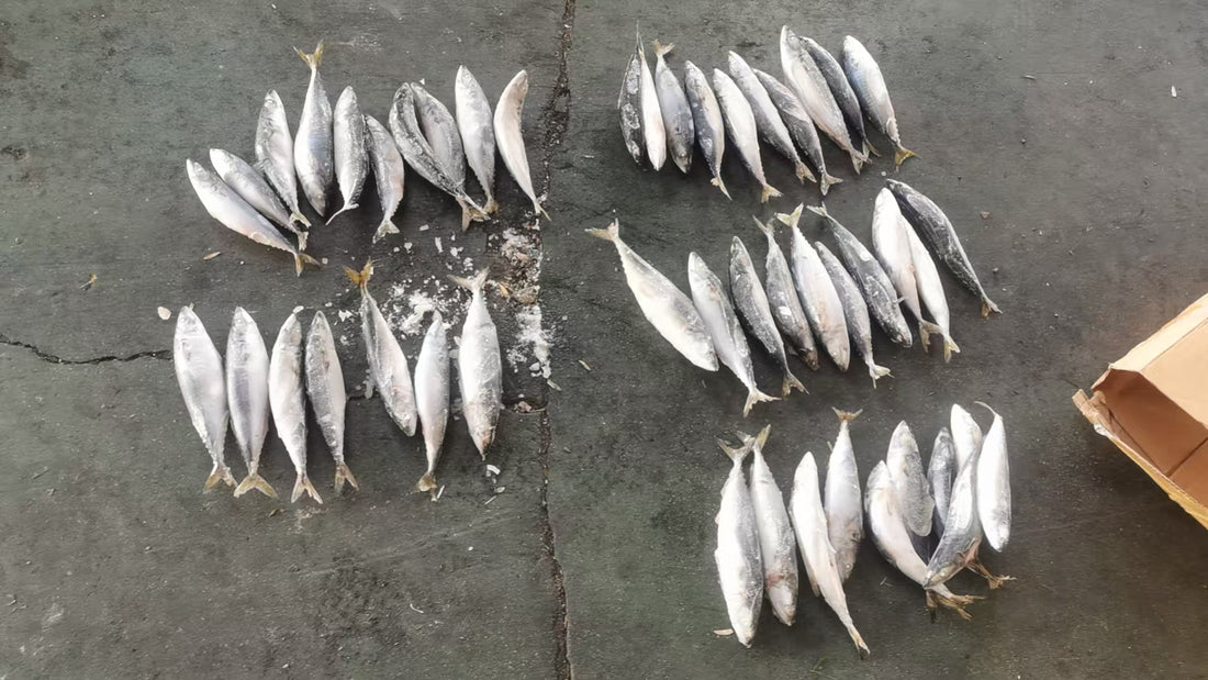 Frozen Pacific Mackerel 40/50