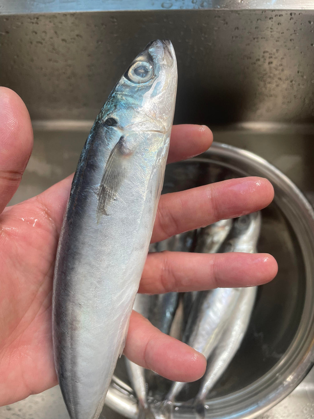 Frozen Layang Scad 60/80 Top Quality