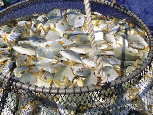 Golden Pompano Market Update