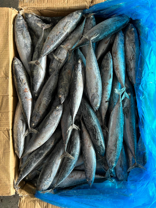 Frozen Bonito Whole 100/300
