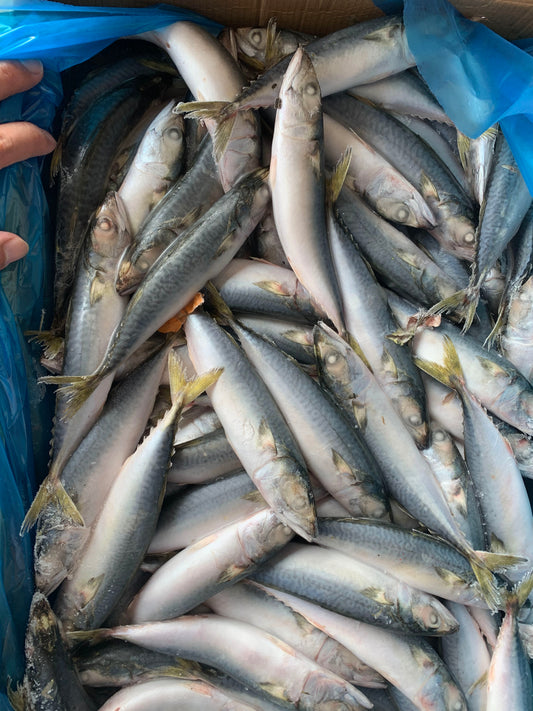 FROZEN PACIFIC MACKEREL 100/120