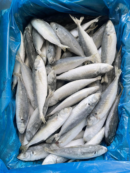 Frozen Round Scad 80/100