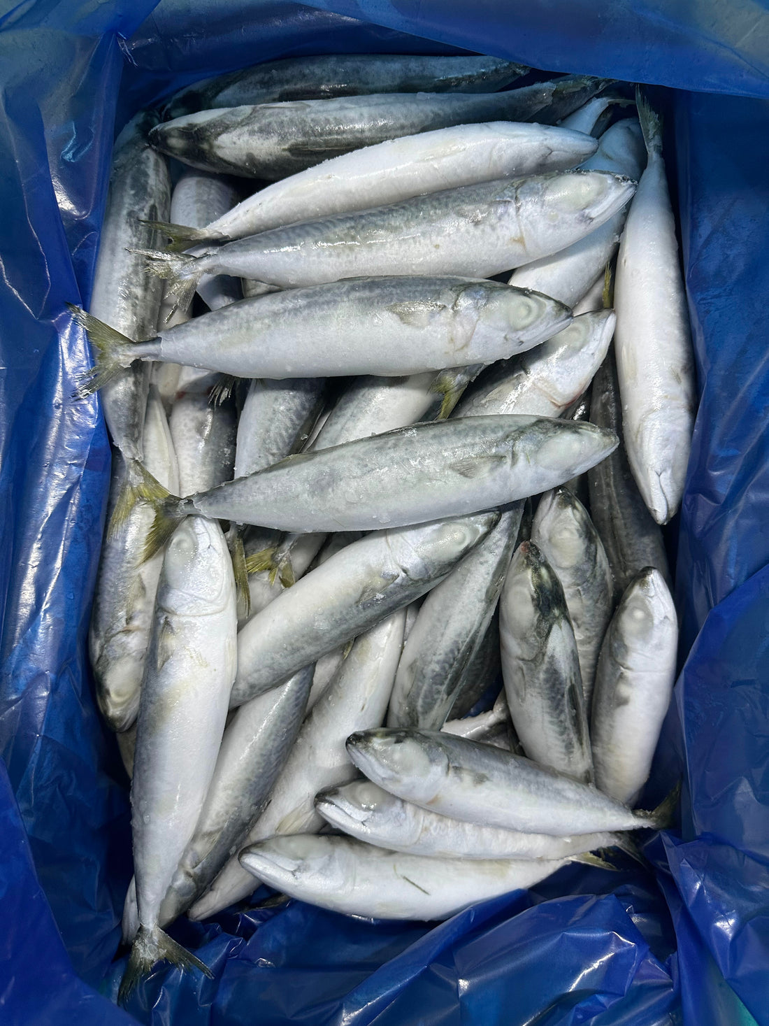 Frozen Pacific Mackerel 60/80